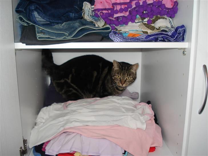 Blanding af racer Silke  - jeg kan godt lide at være i Isabellas skab billede 7