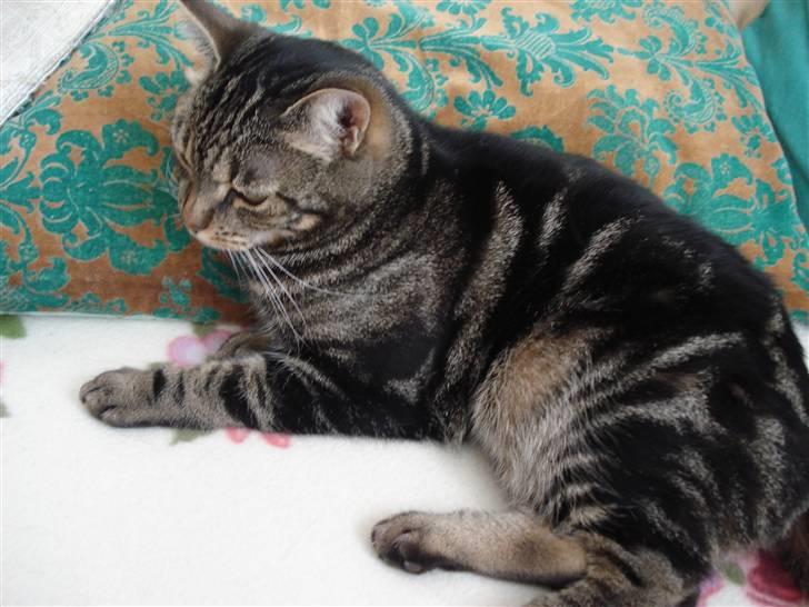 Blanding af racer Silke  - jeg tror jeg tager g en lille lur billede 8