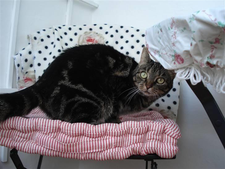 Blanding af racer Silke  - jeg kan se kameraet, uha det er farligt billede 9