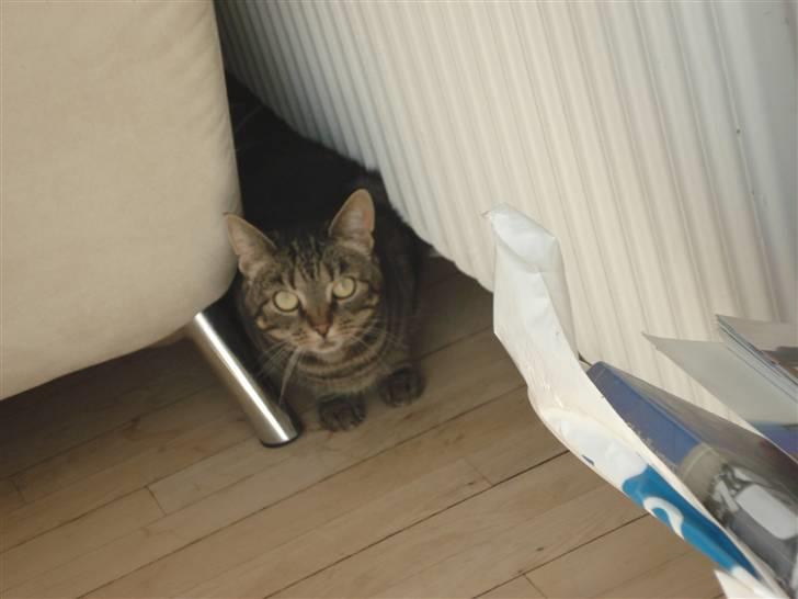 Blanding af racer Silke  - godag billede 10