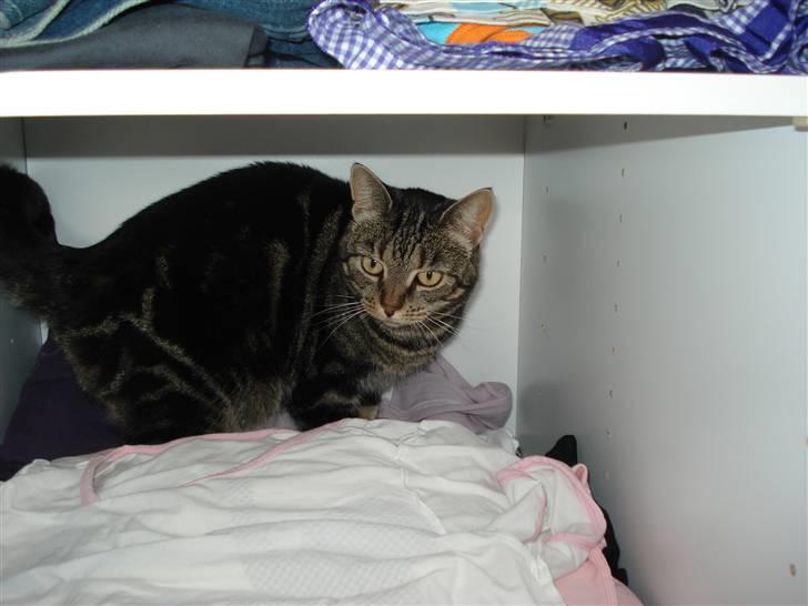 Blanding af racer Silke  - så har jeg taget mig en lang lur i skabet billede 11