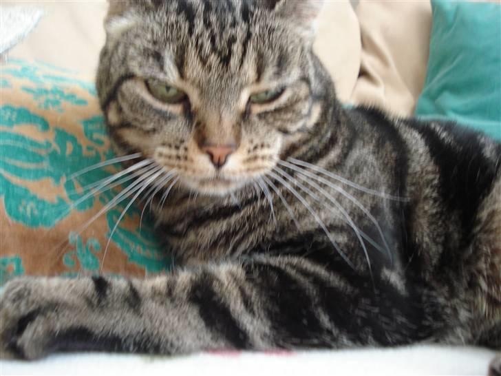 Blanding af racer Silke  - godnat igen billede 12