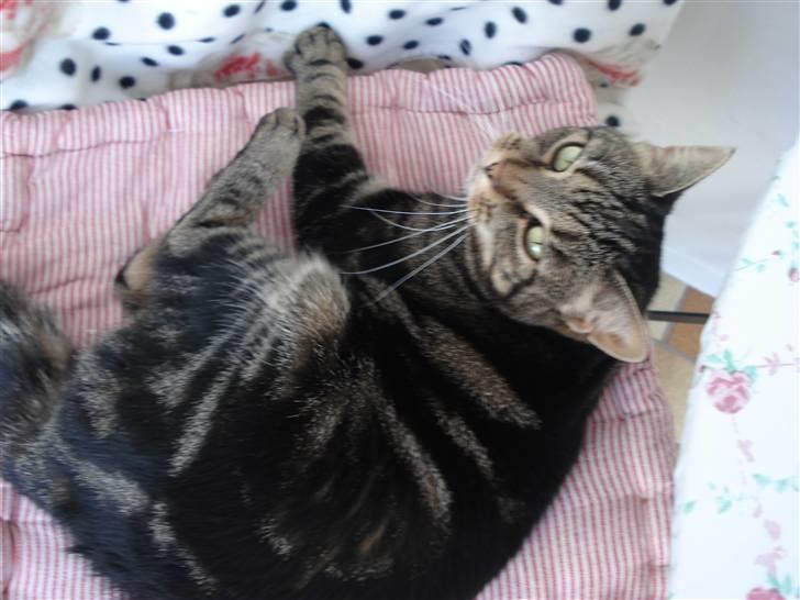 Blanding af racer Silke  - hey med dig billede 13