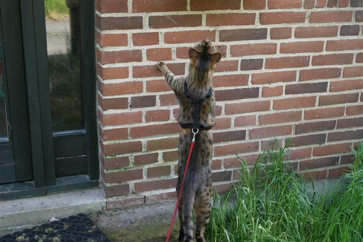 Bengal Leopold - Hvis jeg gør mig rigtig laaaang, kan jeg måske nå de der pipser billede 6