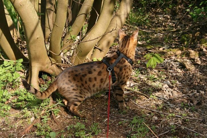 Bengal Leopold - Hov hvad er nu det? billede 7