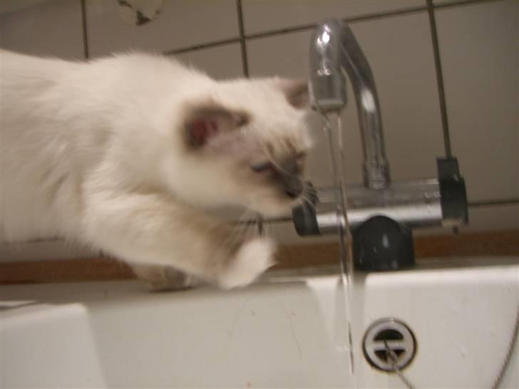 Hellig Birma Amaze - drøm sødt <3 billede 9