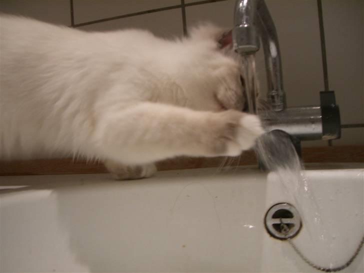 Hellig Birma Amaze - drøm sødt <3 billede 10