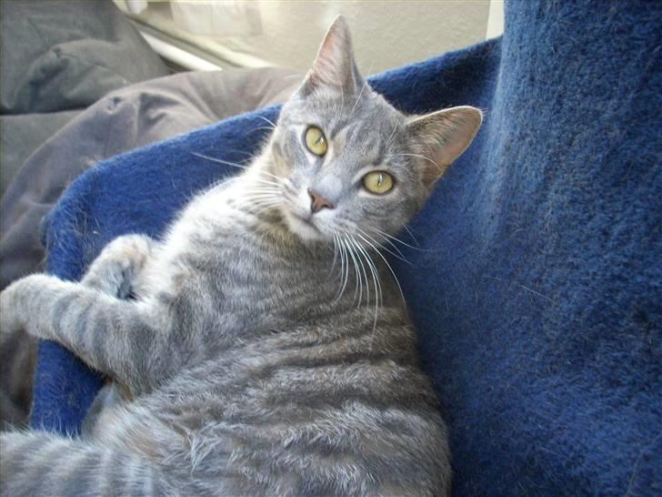 Huskat Missefar - aflivet :( - Jamen halløj der... billede 1