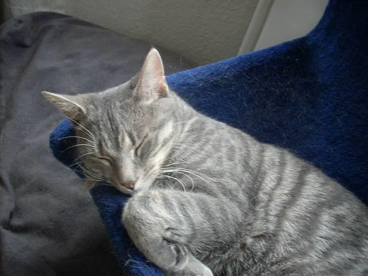 Huskat Missefar - aflivet :( - Dejligt sted at sove.... billede 2