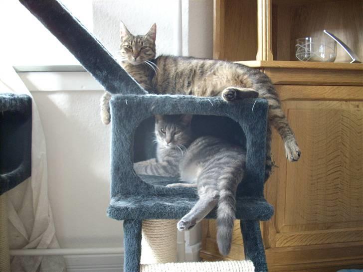 Huskat Missefar - aflivet :( - Total slapper sammen med Sprutten... billede 3