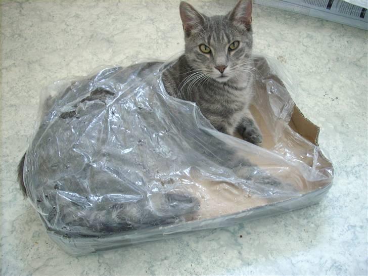 Huskat Missefar - aflivet :( - Kan du se mig?? billede 4