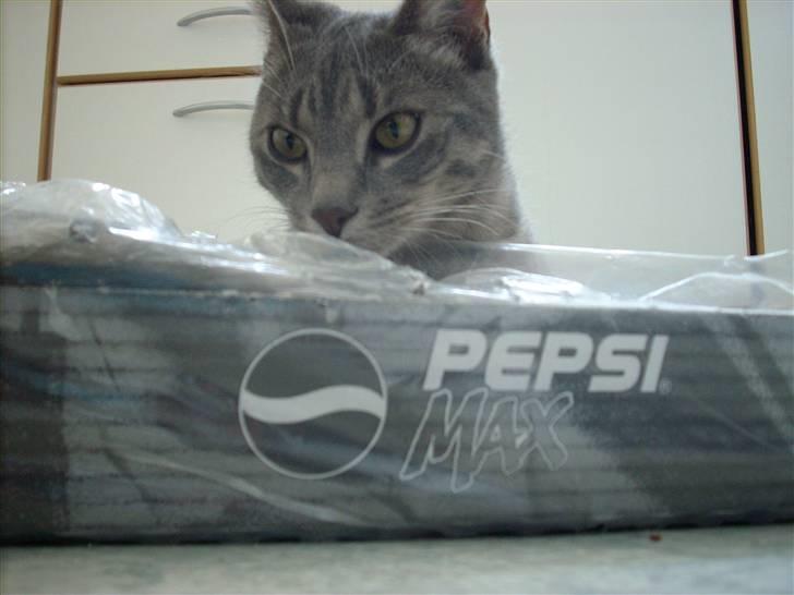 Huskat Missefar - aflivet :( - Pepsi Max-oholiker.... hehe billede 5