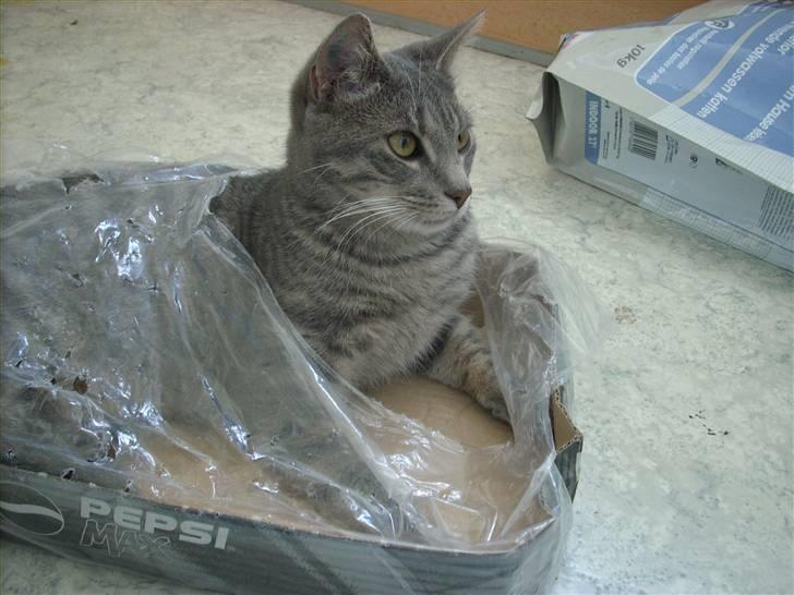 Huskat Missefar - aflivet :( - Øv, man er ikke usynlig under plastikket.... :( billede 6