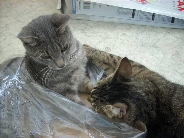 Huskat Missefar - aflivet :( - Arj Sprut, jeg gider ikke lege lige nu... billede 7