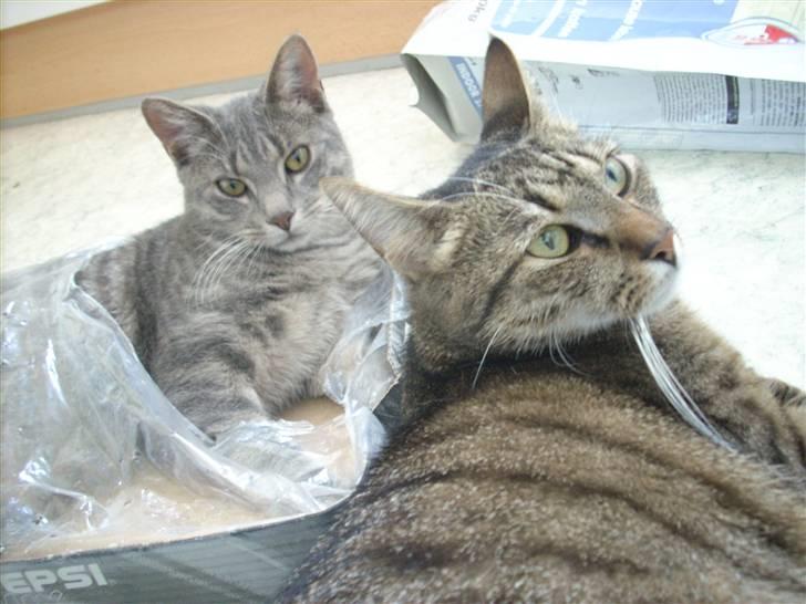 Huskat Missefar - aflivet :( - Er vi ikke smukke?? billede 8