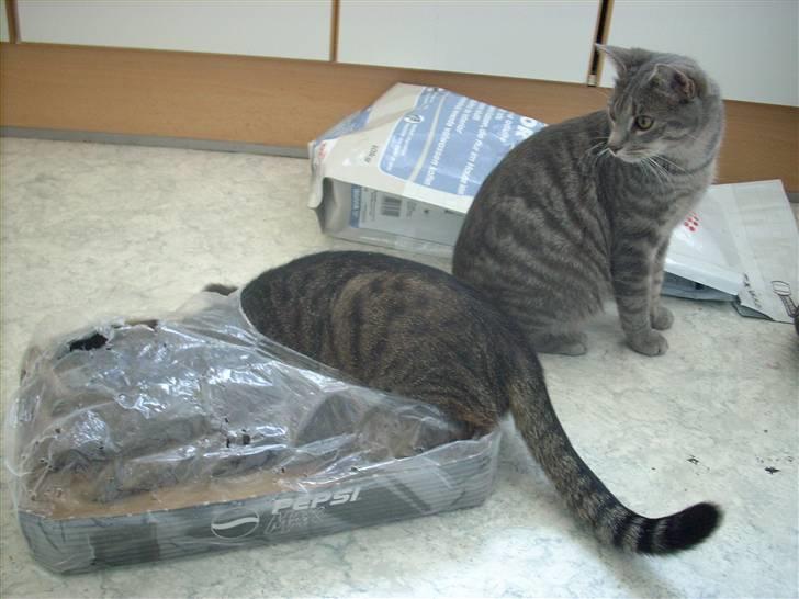 Huskat Missefar - aflivet :( - Hov!! Sprut skal ikke tage min kasse... billede 9