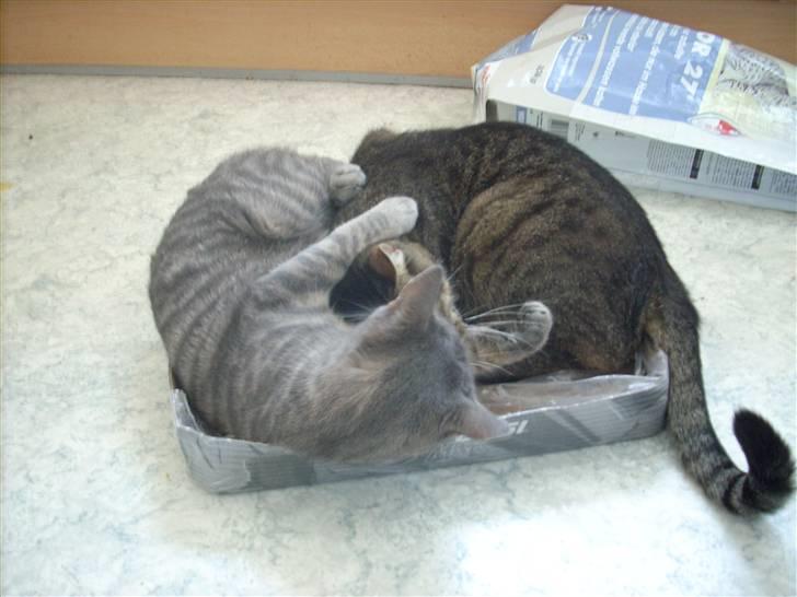 Huskat Missefar - aflivet :( - Kan du lige komme væk, det er min kasse....!! billede 10