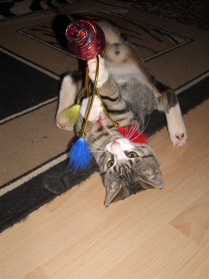 Huskat Pelle  - 4*Hihi Pelle elsker simpelhend at lege ;) Foto-Migg billede 4