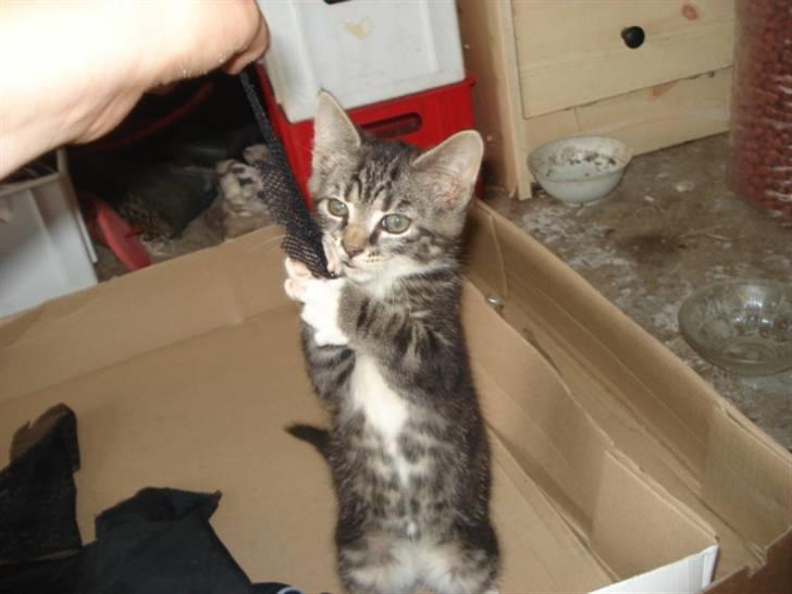 Blanding af racer Charle's Monty <3 *R.I.P* - Se den måde hun s´tor på :) billede 13