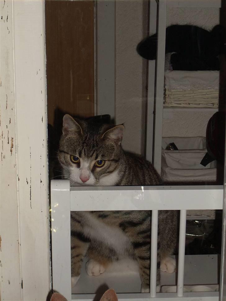 Huskat Pelle  - 5**NYT*Delle du har været slem .. :D Hehe.. Foto;Mini[Mig] billede 5