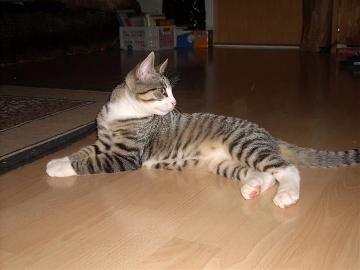 Huskat Pelle  - 6*WOW man kan se hans farver rigtigt der :) Foto-Migg billede 6