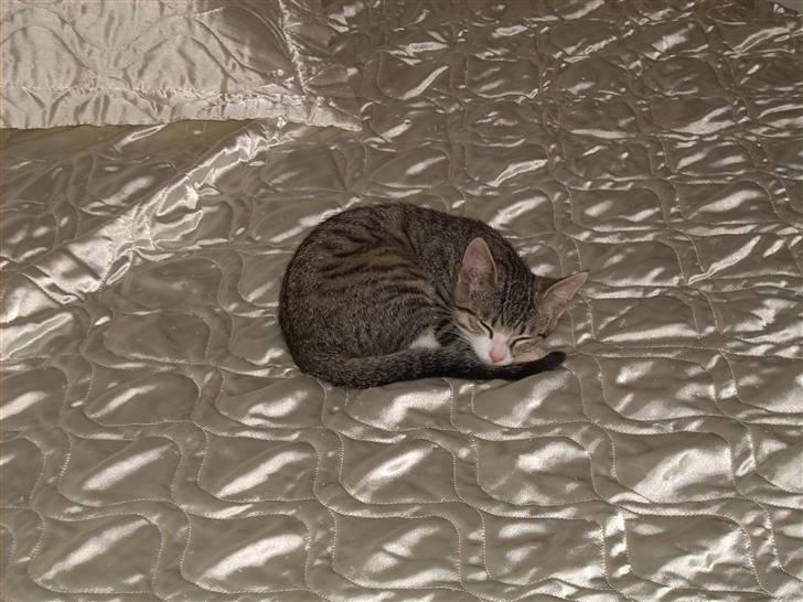 Huskat Pelle  - 7*Nårhh min dejlige tiger er en herre over guld sengen haha Foto..Mig billede 7