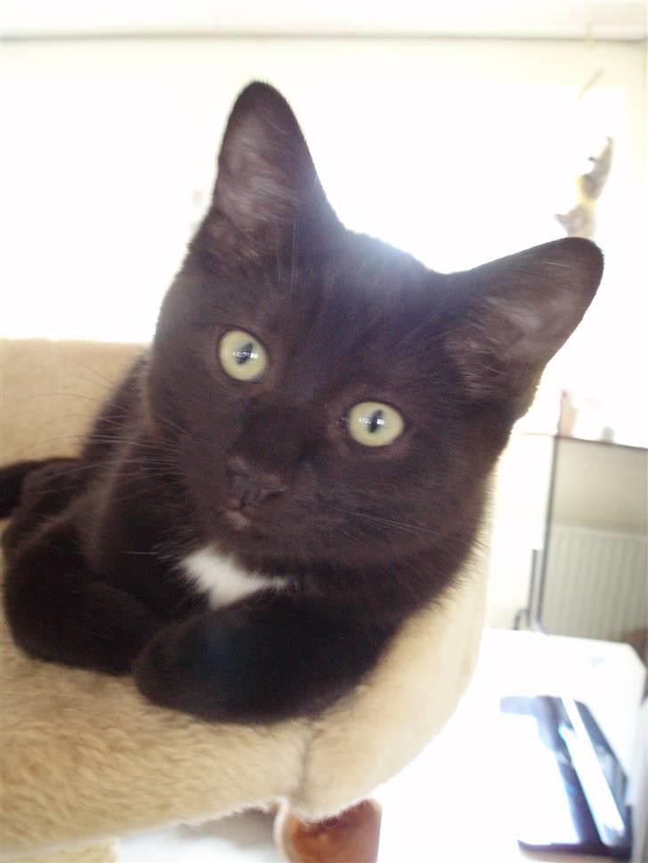 Blanding af racer Dahlia - Dahlia næsten 13 uger billede 1