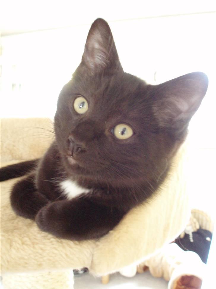 Blanding af racer Dahlia - Dahlia næsten 13 uger billede 2