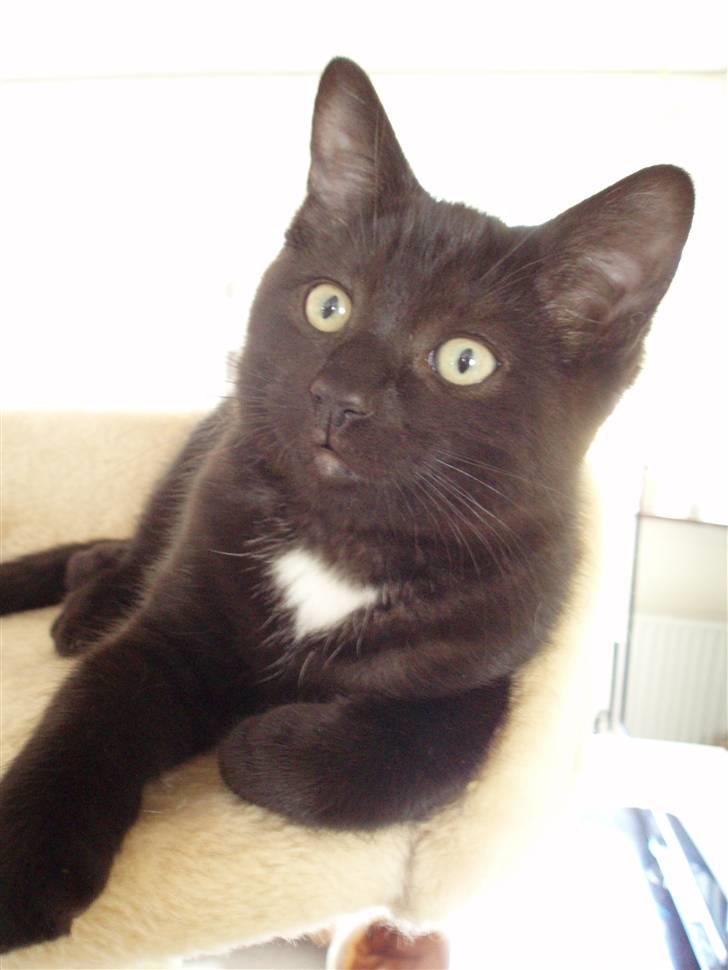 Blanding af racer Dahlia - Dahlia 12 uger næsten 13 uger billede 3