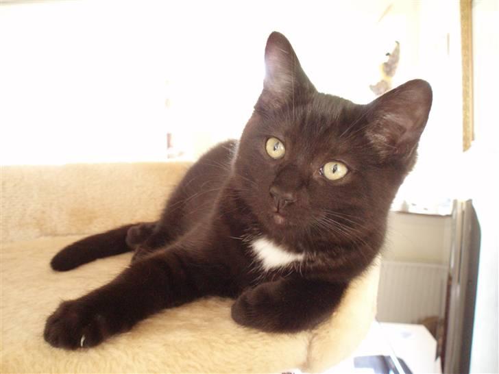 Blanding af racer Dahlia - Dahlia så smuk som solen og stjernerne billede 4