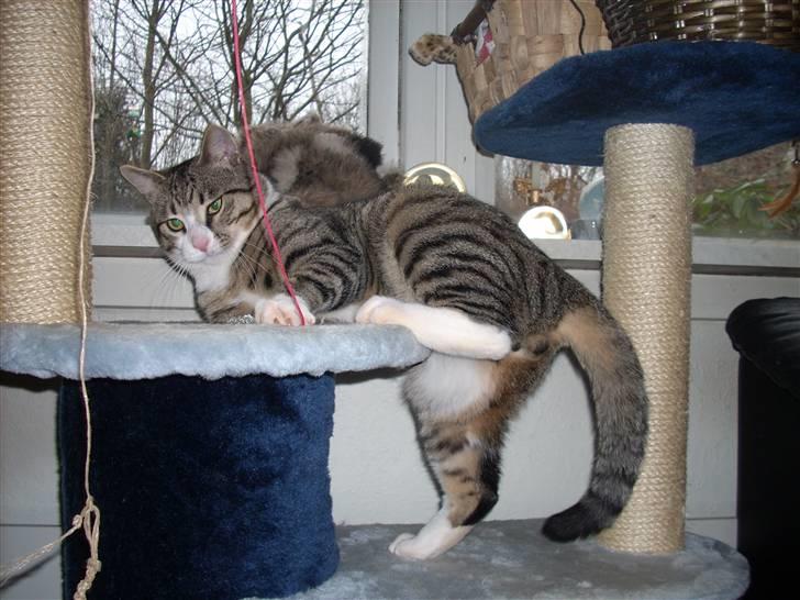 Huskat Pelle  - 8*/NYT/ Pelle leger ;) Fotograf-Minna(Som er mig) billede 8