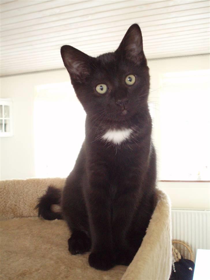 Blanding af racer Dahlia - Dahlia 13 uger billede 5