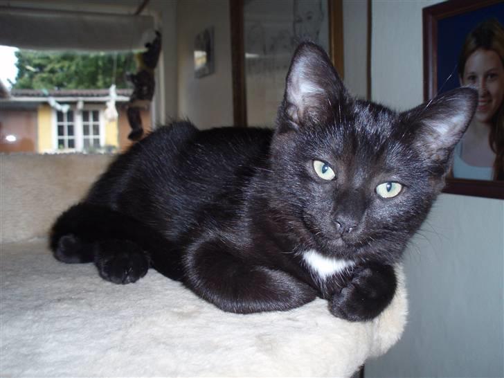 Blanding af racer Dahlia billede 6