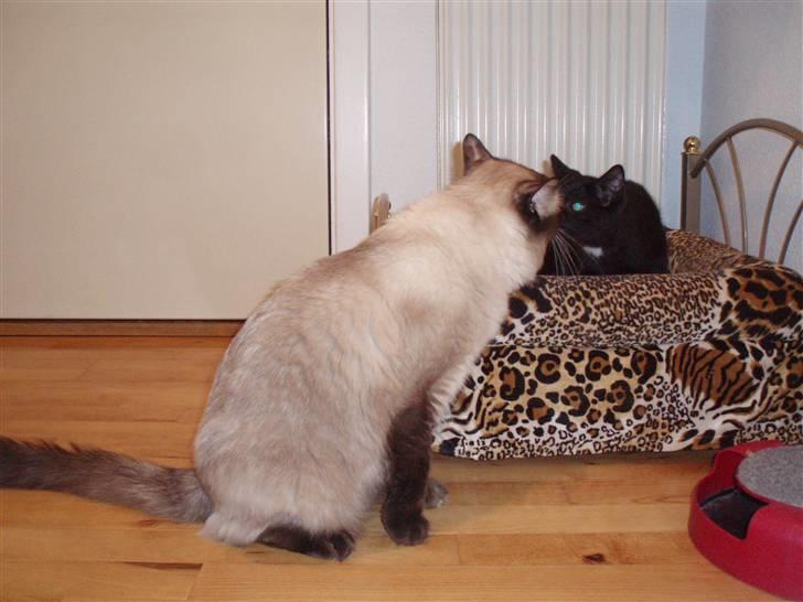 Blanding af racer Dahlia - Dahlia møder sin far billede 7