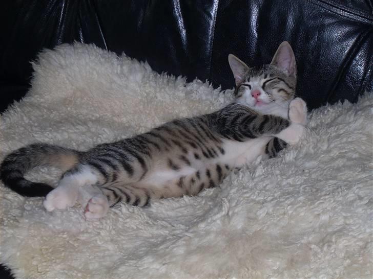 Huskat Pelle  - 9*Uhhha var Pelle Foto,. Min mor hihi?? billede 9