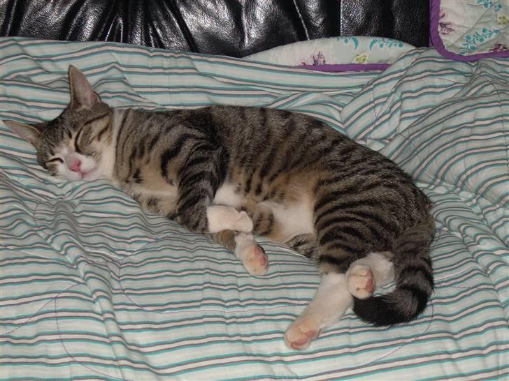 Huskat Pelle  - 10* Ude igen det er næsten første gang siden vi fik ham :) Foto. Min mor billede 10