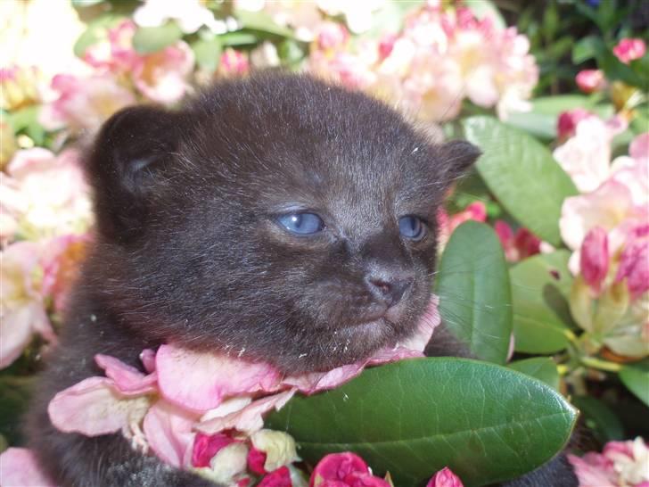 Blanding af racer Dahlia billede 8