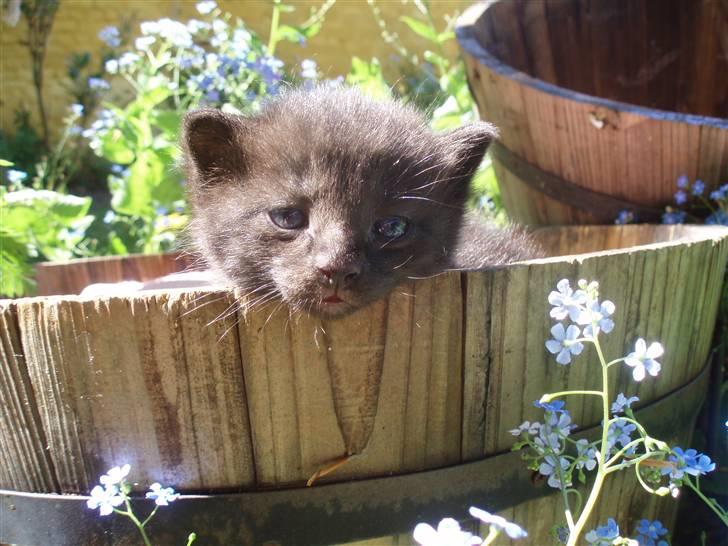 Blanding af racer Dahlia billede 9