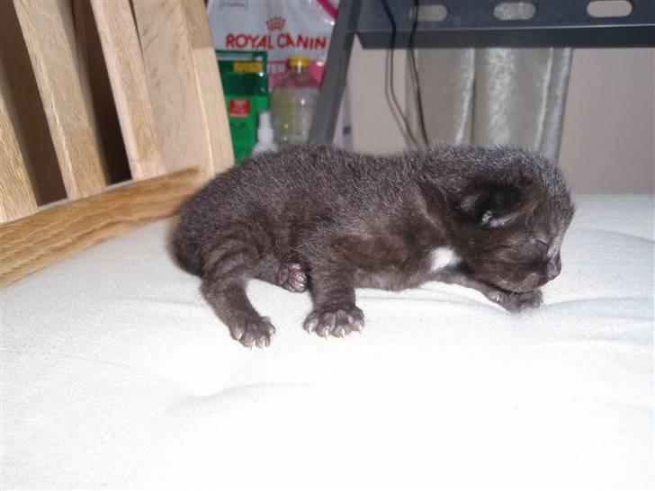 Blanding af racer Dahlia - Dahlia billede 10