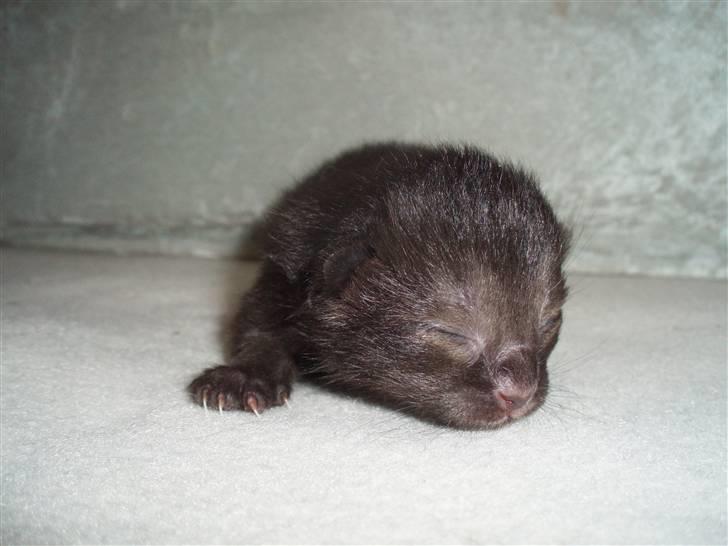 Blanding af racer Dahlia - Dahlia  billede 11