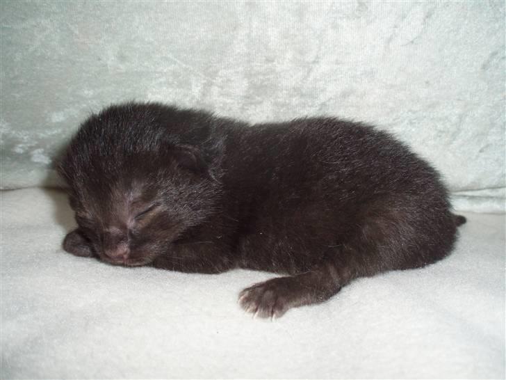 Blanding af racer Dahlia - Dahlia billede 12