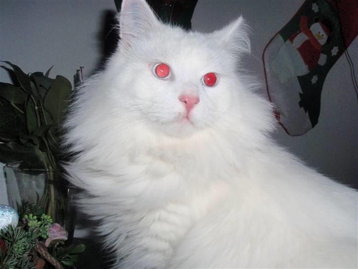 Huskat Julius billede 1