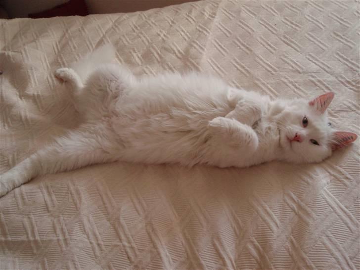 Huskat Julius billede 2