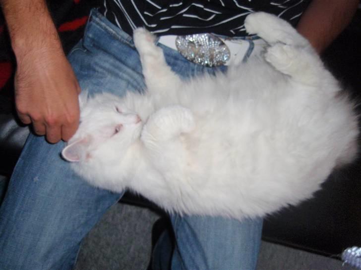 Huskat Julius billede 3