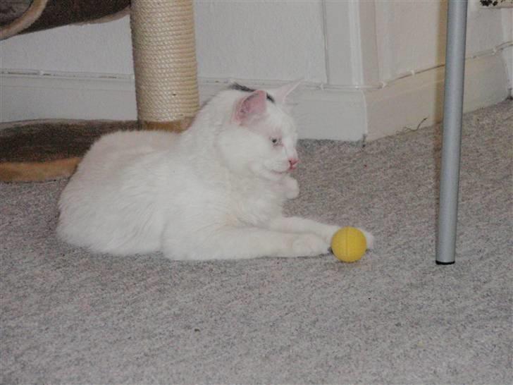 Huskat Julius billede 4