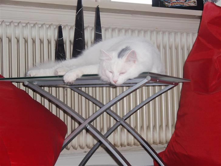 Huskat Julius billede 5