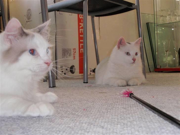 Huskat Julius billede 6