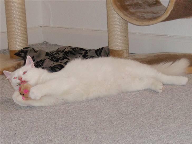 Huskat Julius billede 7