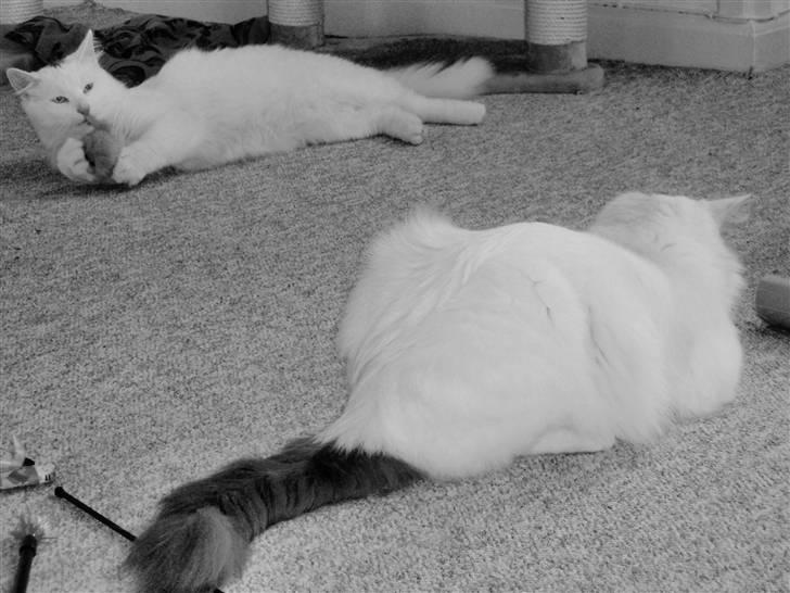 Huskat Julius billede 8