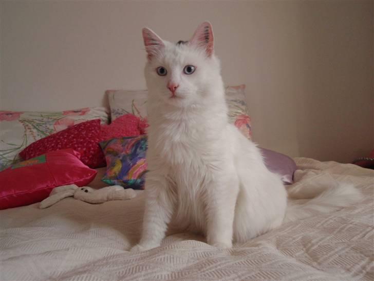 Huskat Julius billede 9